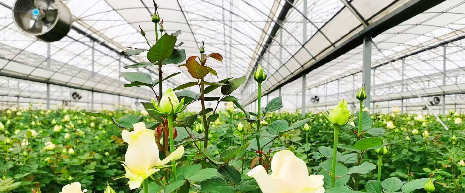 昆明花卉行业商会