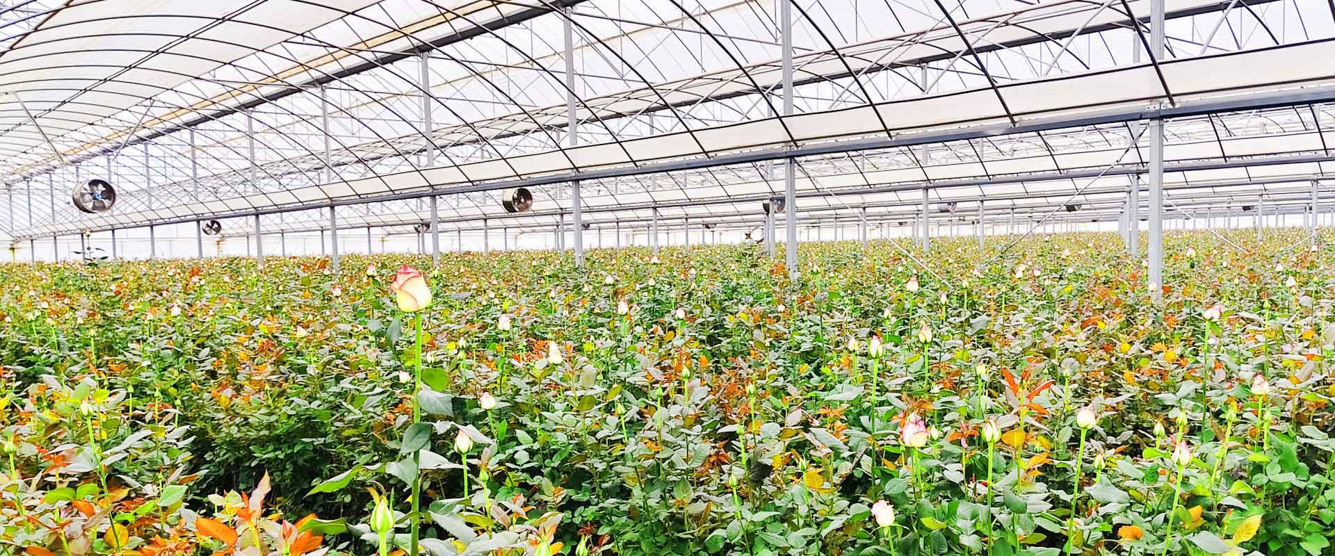 昆明花卉行业商会